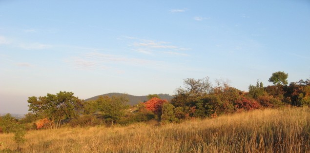 Cotinus coggygria / Scotano, Sommacco selvatico